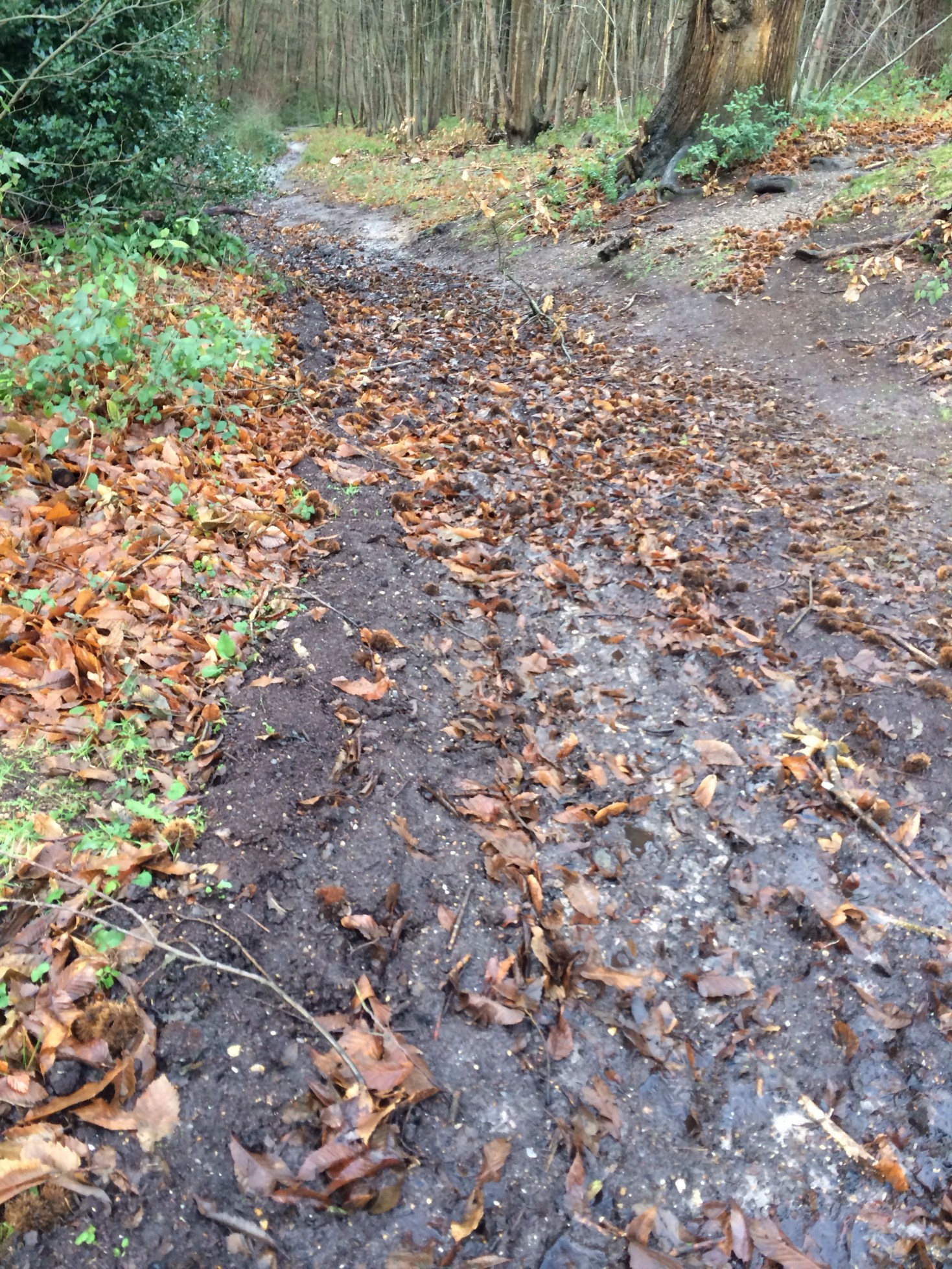 20131224-101228 am.jpg